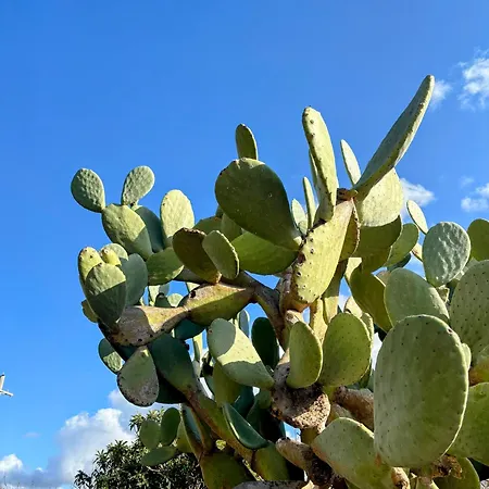 Sole